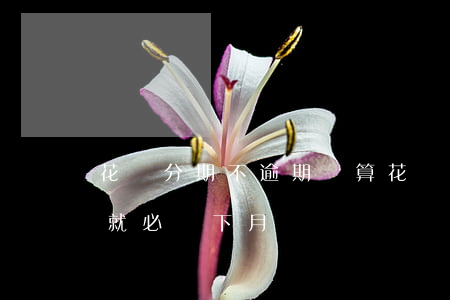 花唄分期不逾期劃算(花唄如果不分期是不是就必須下月還)