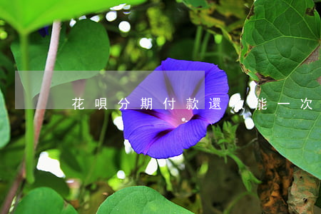 花唄分期付款還款能一次性還完嗎