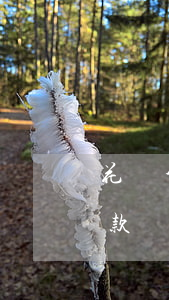 花唄分期免息再分期(花唄分期免息付款后還款時還要收取手續(xù)費嗎)