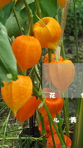 花唄分期免息怎么還的(花唄分期還款免息怎么弄)
