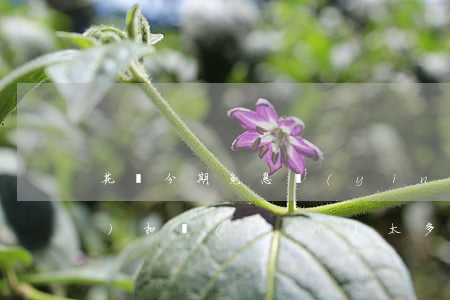 花唄分期免息營(yíng)銷(xiāo)扣費(fèi)太多怎么辦-花唄分期免息營(yíng)銷(xiāo)扣費(fèi)太多怎么辦啊