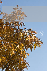 花唄分期免息的方法 花唄如何分期免息