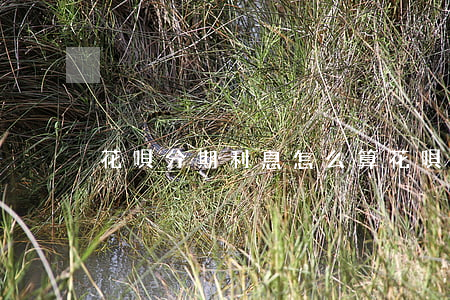 花唄分期利息怎么算(花唄的分期利息是多少)
