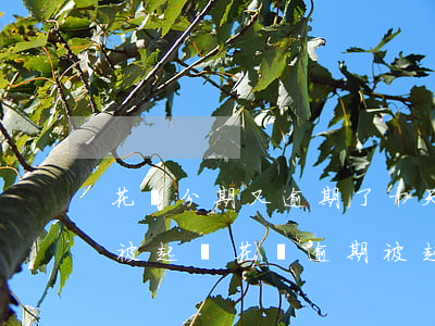 花唄分期又逾期了十天(花唄分期逾期多久會被起訴?花唄逾期被起訴怎么辦)