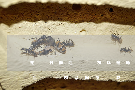 花唄分期后還還可以最低還款嗎-花唄分期后還還可以最低還款嗎