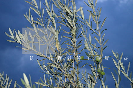 花唄分期就等于逾期嗎(花唄分期就等于逾期嗎)