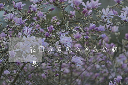 花唄分期怎么免息分期-花唄分期怎么弄免息