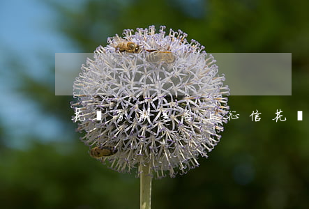 花唄分期是否上征信(花唄分期上征信?)