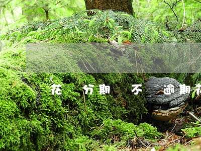 花唄分期會不會逾期(花唄分期還會影響征信嗎)