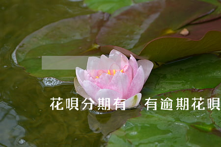 花唄分期有沒有逾期 花唄分期會被催款嗎