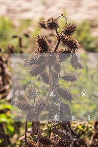 花唄分期欠300塊錢逾期3個月-花唄分期欠300塊錢逾期3個月會怎樣