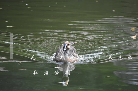 花唄分期逾期11天怎么辦(借唄逾期11天取消分期)