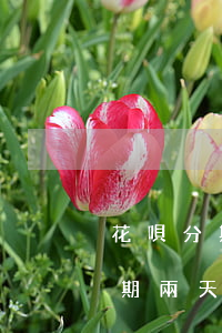 花唄分期逾期三個(gè)月了(花唄分期逾期兩天還能還最低額度嗎?)