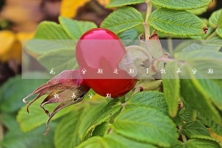 花唄分期逾期了能再分期嗎(花唄分期逾期了能再分期嗎)