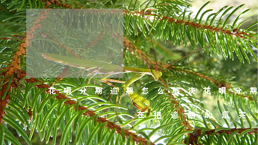 花唄分期逾期怎么解決(花唄分期逾期了,現(xiàn)在把逾期的還完了后面要全部還清嗎)