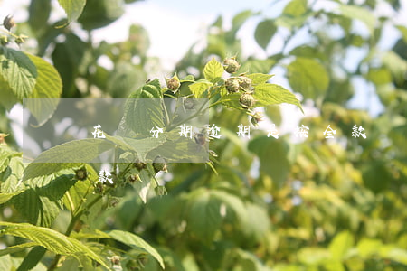 花唄分期逾期是按全款嗎(花唄分期還扣除全款)