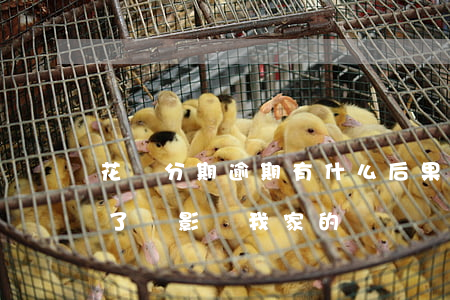 花唄分期逾期有什么后果(花唄分期付款逾期了會影響我家的親屬嗎)