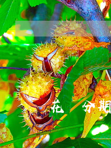 花唄分期逾期有利息沒(méi)