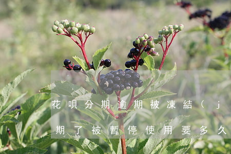 花唄分期逾期被凍結(jié) 花唄分期逾期了被暫停使用要多久才能恢復(fù)