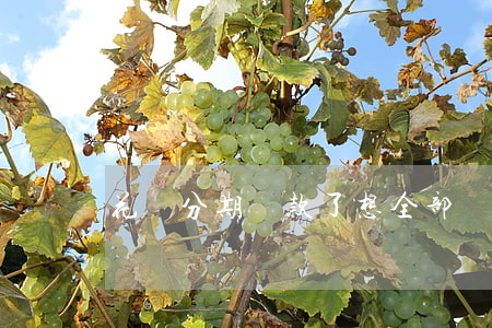 花唄分期還款了想全部還怎么弄-