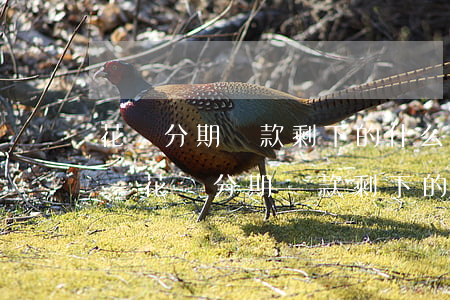 花唄分期還款剩下的什么時(shí)候還-花唄分期還款剩下的什么時(shí)候還最劃算