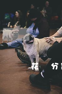 花唄分期還款可是一月還一期嗎-