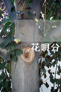 花唄分期還款后能一次性還完嗎-