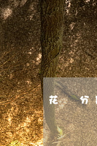 花唄分期還款的額度用了怎么還-