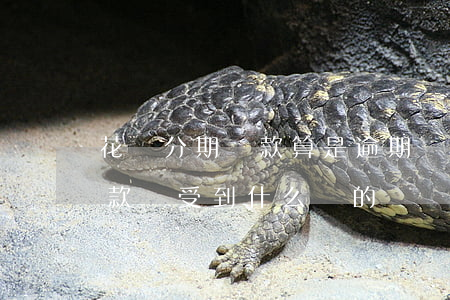 花唄分期還款算是逾期嗎(花唄分期逾期不還款會受到什么樣的懲罰)