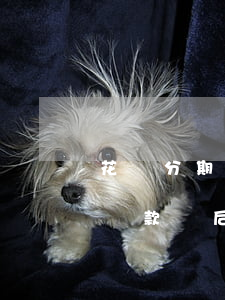花唄分期還款過后可以全部還嗎-花唄分期還款過后可以全部還嗎
