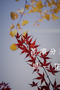 花唄分期還款還一期額度會(huì)刷新嗎-花唄分期還款后額度會(huì)降低嗎