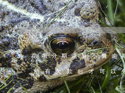 花唄分期還算不算逾期(花唄逾期必須要還清所有欠款后才可以分期嗎)
