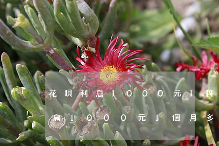 花唄利息1000元1個月多少錢-花唄利息1000元1個月多少錢最低還款