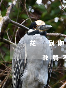 花唄到期最低還款算不算逾期(花唄到期最低還款算不算逾期了)