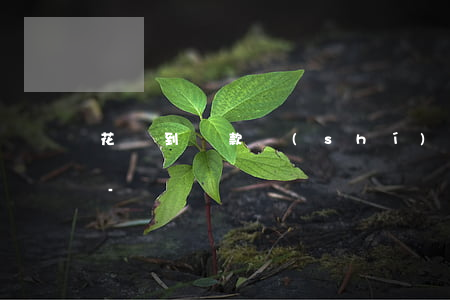 花唄到還款時(shí)間可以先還利息嗎-