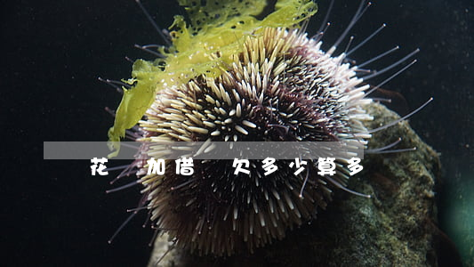 花唄加借唄欠多少算多