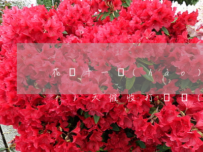 花唄十一號(hào)還款逾期嗎(花唄逾期11天,催收打電話(huà)要求還,沒(méi)有還上)