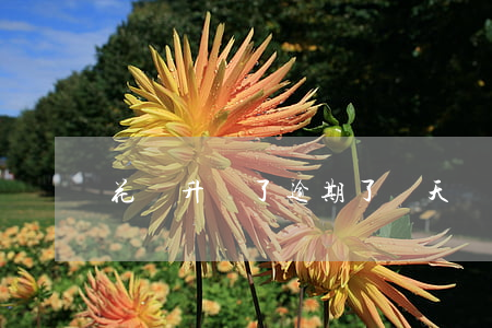 花唄升級了逾期了幾天會怎么樣-