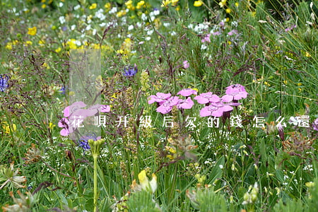 花唄升級后欠的錢怎么還(花唄還款升級)