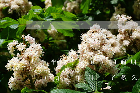 花唄半個(gè)月逾期怎么辦(花唄逾期幾個(gè)月還了多久才可以用花唄)