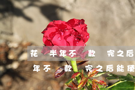 花唄半年不還款還完之后能使用嗎-花唄半年不還款還完之后能使用嗎安全嗎