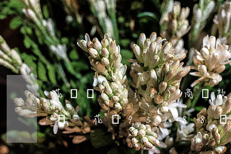 花唄協(xié)商還款可以打12378嗎-花唄95188說協(xié)商不了怎么辦