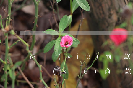 花唄協(xié)商還款話術(shù)(還唄協(xié)商還款技巧)