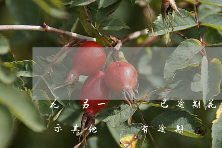 花唄另一個賬號已逾期(花唄還完了怎么還顯示其他賬號有逾期)