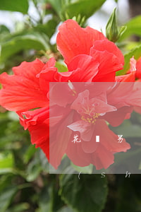 花唄另時(shí)額度逾期一天(花唄限時(shí)額度這個(gè)月過期了可以下個(gè)月還嗎)