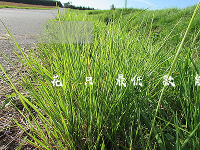 花唄只還最低還款還能繼續(xù)用嗎-