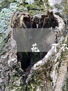 花唄可不可以停息掛賬-花唄可不可以停息掛賬