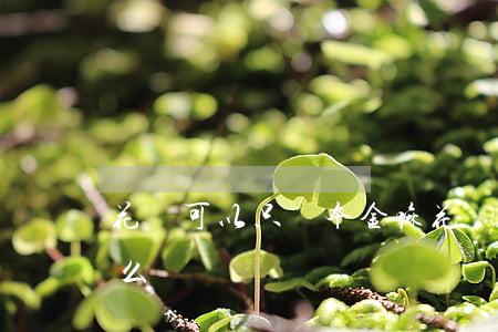 花唄可以只還本金嘛(花唄可以只還本金嘛怎么還)