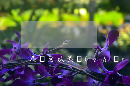 花唄可以最長(zhǎng)多久逾期