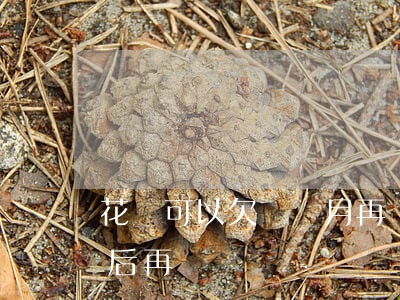 花唄可以欠幾個月再還嗎(花唄可以幾個月之后再還嗎)